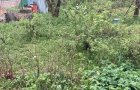 Объект №136035942