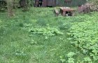 Объект №136035942
